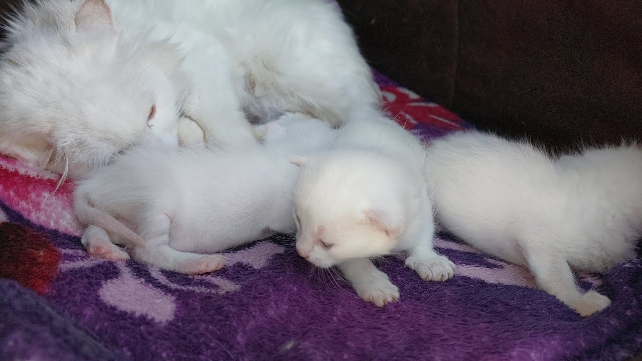 Mama Cat Hiding Her Kittens