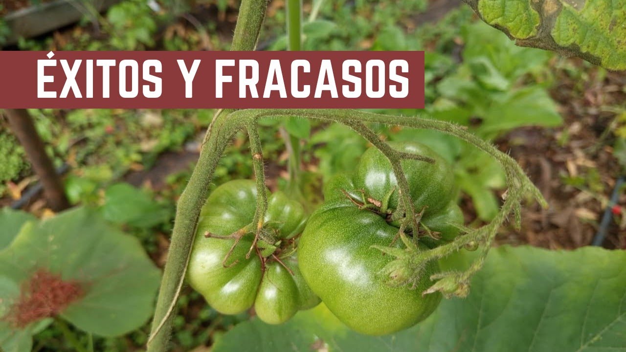 ACIERTOS Y ERRORES de la Huerta en Primavera - Que Hacer con las Plagas - Cebollas, Ajos y Tomates
