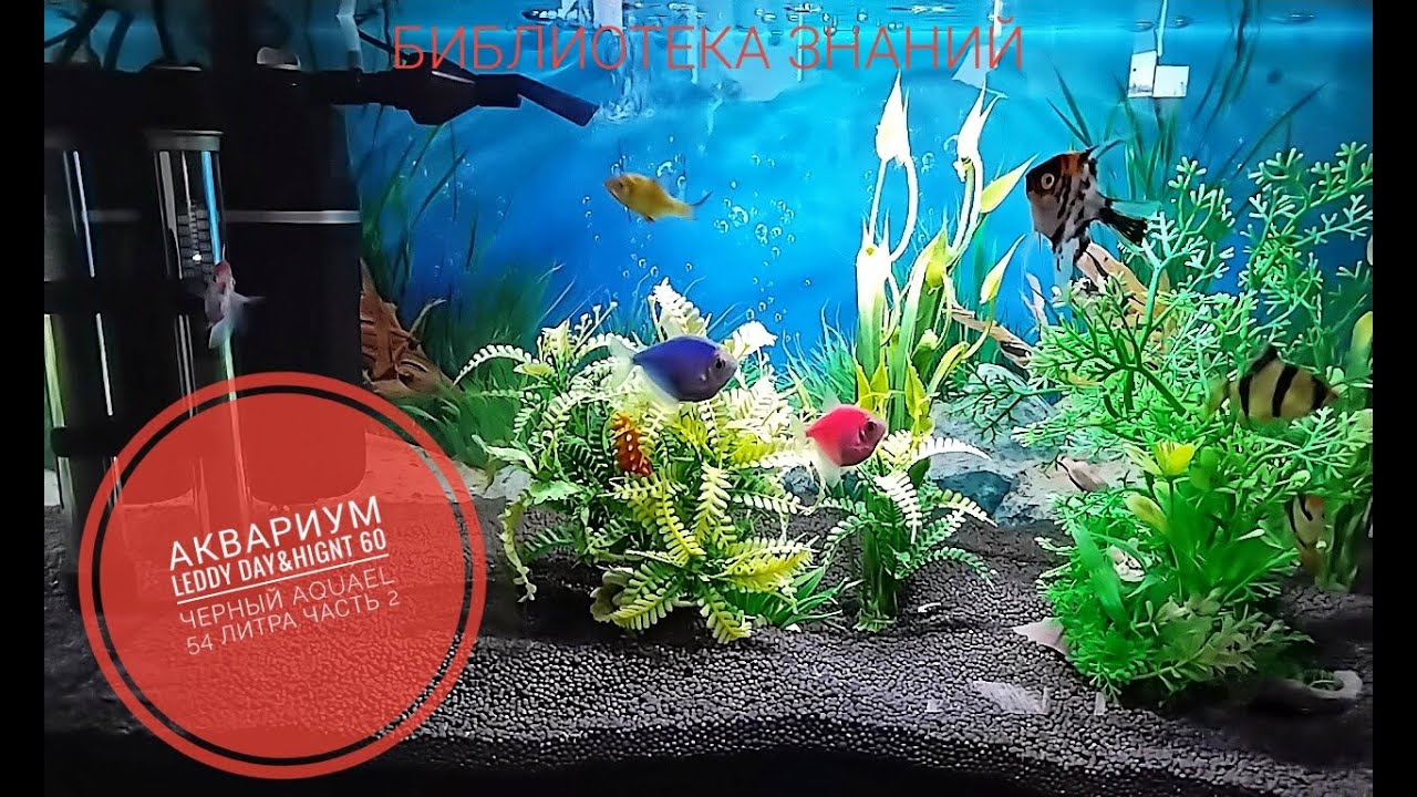 Аквариум LEDDY Day&Nignt 60 черный Aquael 54 литра  Часть 2