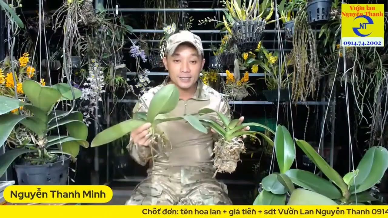 Lan Hồ Điệp bị héo lá phải làm thế nào? Vườn Lan Nguyễn Thanh Chia Sẻ