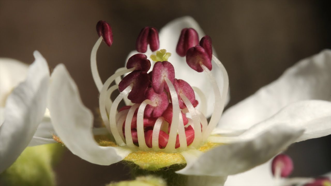 Time lapse close up of Pear flower opening with stamens uncurling. 4K