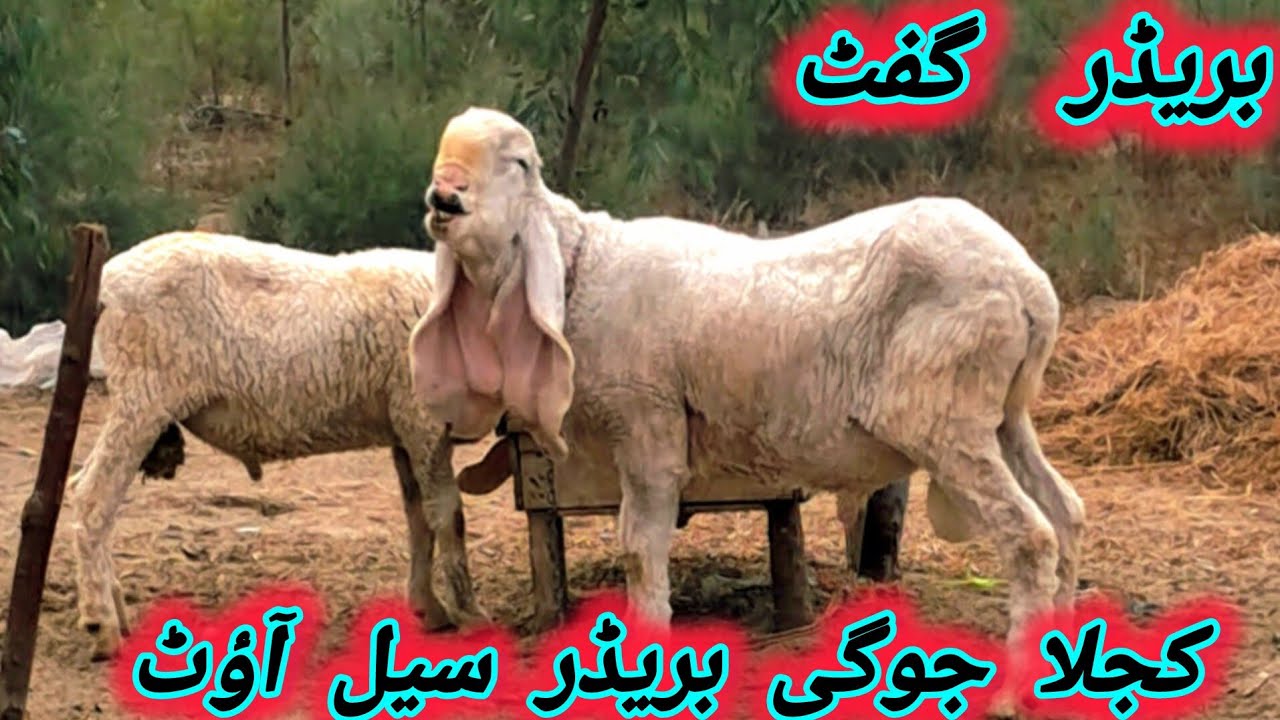 Kajla Jogi Breeder Sale Out.khokhar kajla sheep farm Bhakkar
