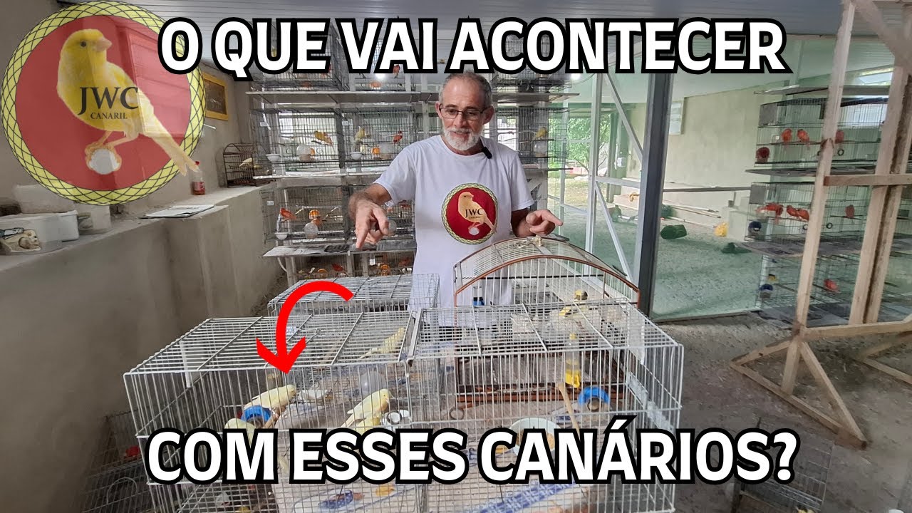 A FASE MAIS DIFÍCIL DO CANARIL JWC! #canariljwc #canário