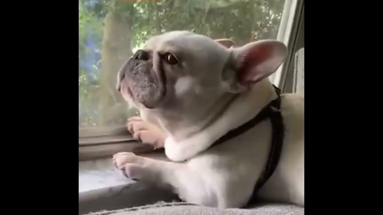 Os animais  mais divertidos 🤣 🤣 🤣 🤣 🤣 🤣 