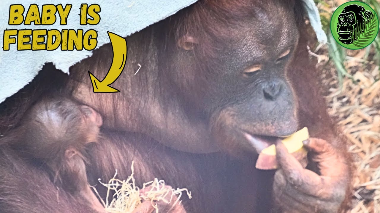 Jingga Feeding Her New Baby Orangutan