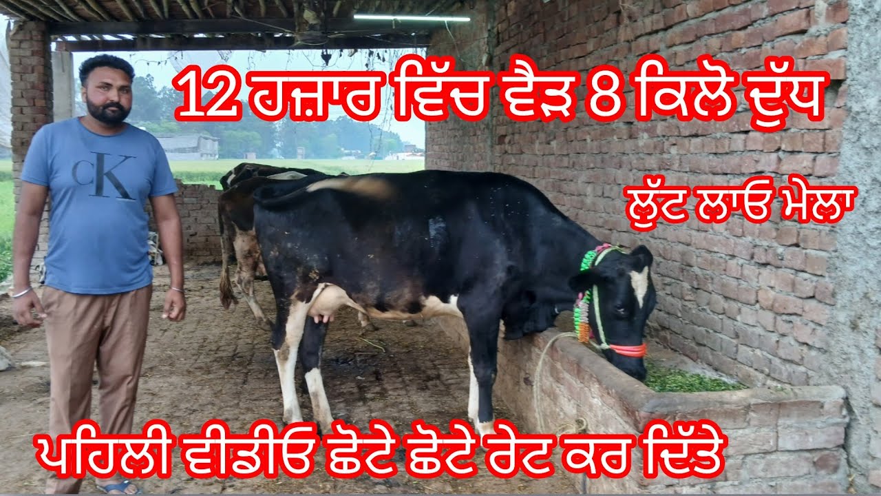ਫੋਨ 9872490858 Date16 March 2026 ਦੋ ਵੈੜਾ ਬਿਲਕੁਲ ਜਾਇਜ਼ ਛੋਟੇ ਛੋਟੇ ਮੁੱਲ ਉੱਡਦੀਆਂ ਵਾਲੇ /cow for sale 