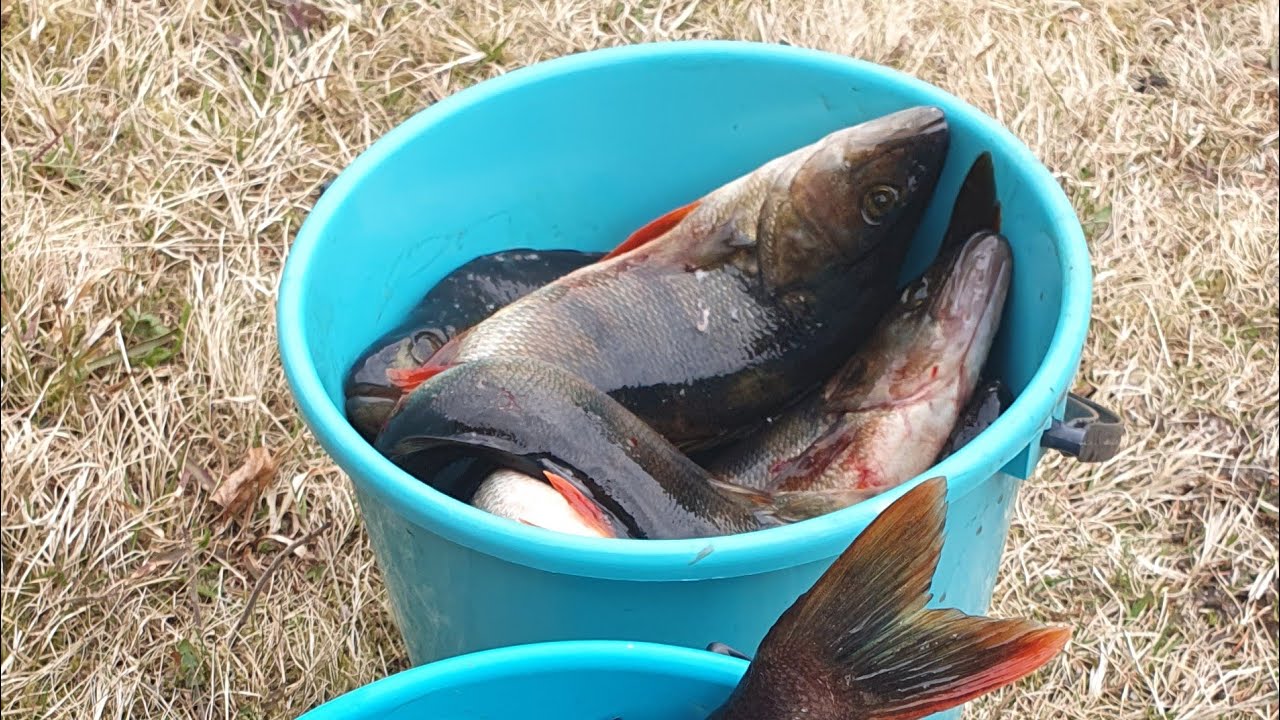 VERKOILLA 53 | K&Ouml;YTEN&Auml;&Auml;N KALAA | HURJA SAALIS..