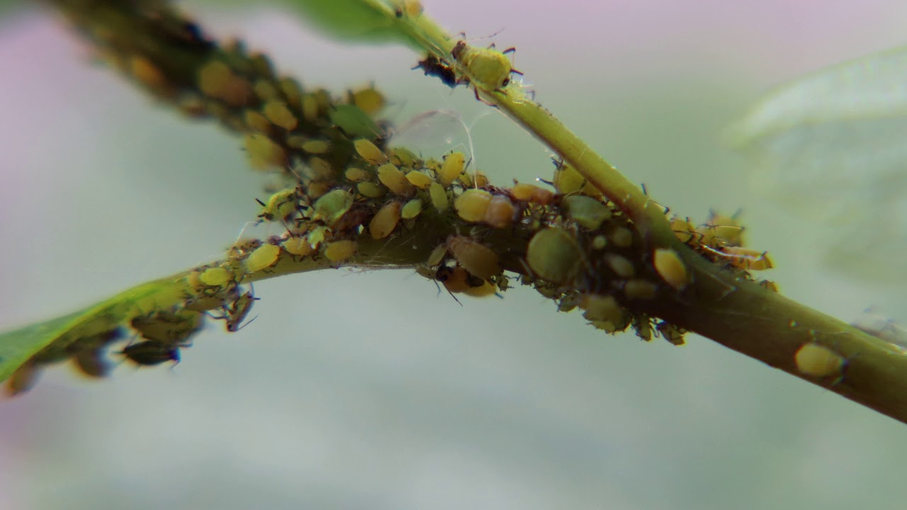 Lev&eacute;ltetvek macro 4k