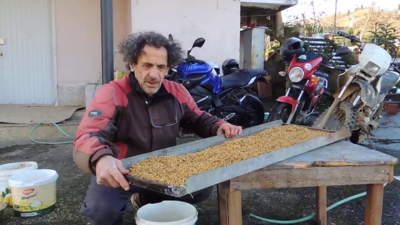 KANATLI  HAYVANLARA  ARPA YEMİ  HAZIRLAMAK
