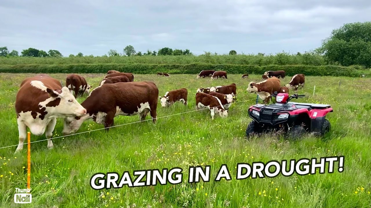 Grazing Regeneratively During A DROUGHT!