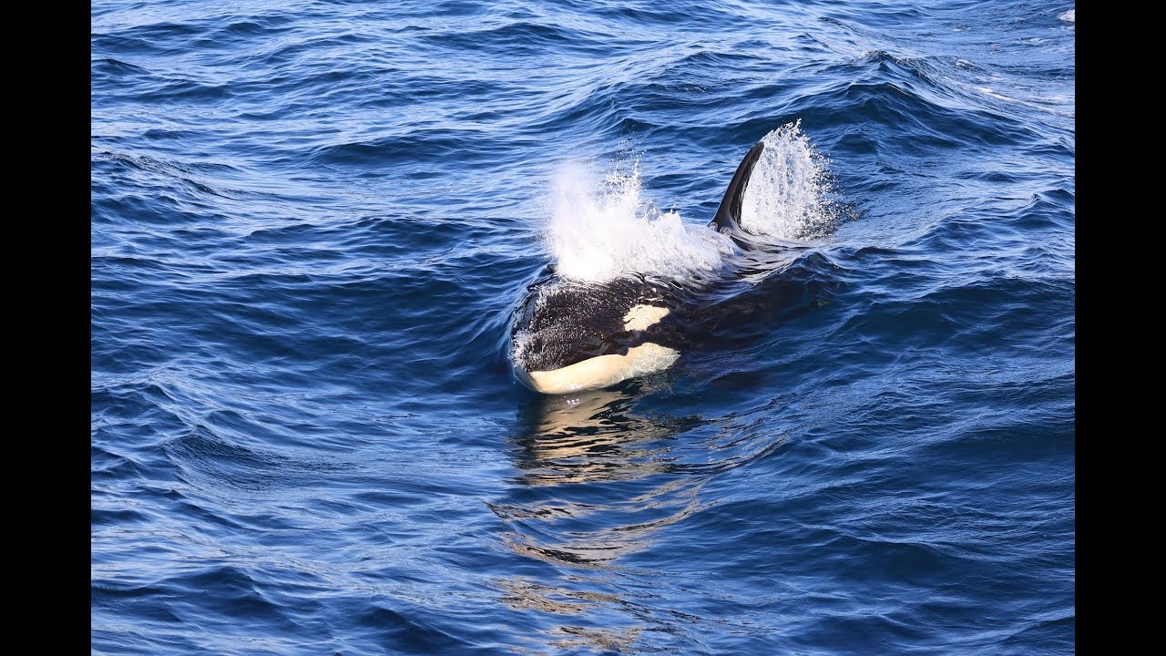 この日、マッコウクジラもシャチも見れました！（知床 羅臼ネイチャークルーズ）2019/6/3