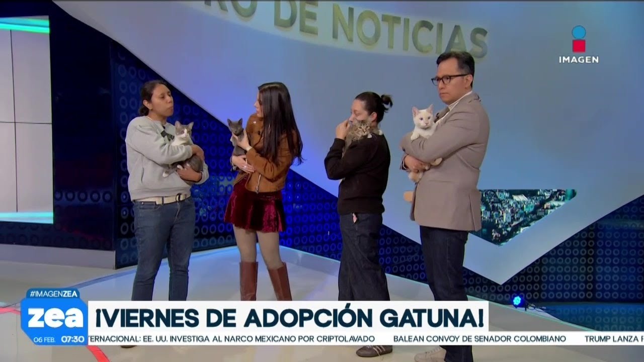 ¡Adopta no compres! Gatitos están en busca de una familia amorosa | Noticias con Francisco Zea
