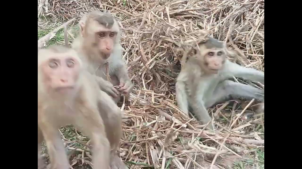 Monkey Daily Show