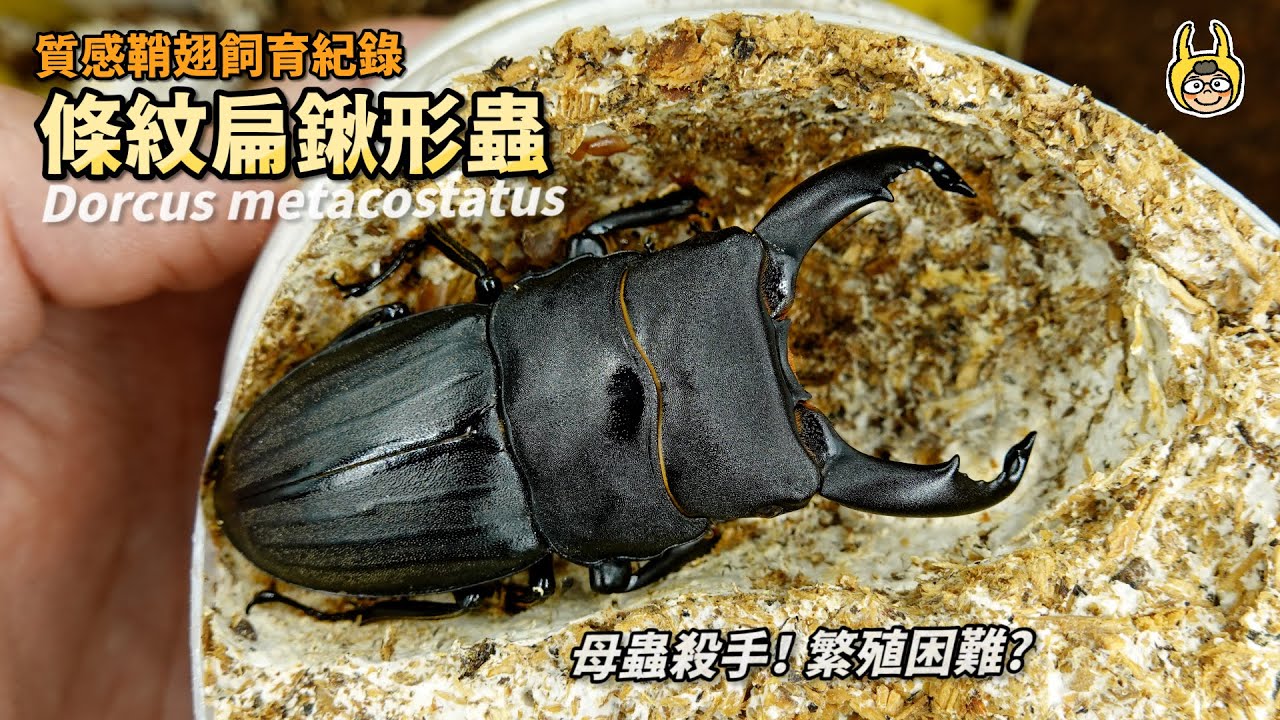 【飼育屋】甲蟲飼育大全開啟！條紋扁鍬形蟲率先登場，獨一無二的鞘翅線條不能錯過