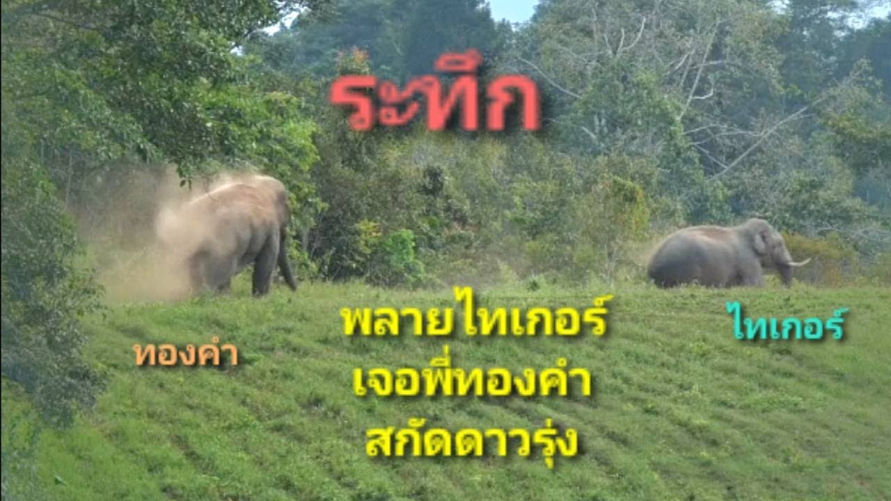ลุ้นระทึก วิ่งกันสนั่นป่า เกือบมีศึกงาปะทะงา (พี่ทองคำกับน้องไทเกอร์)