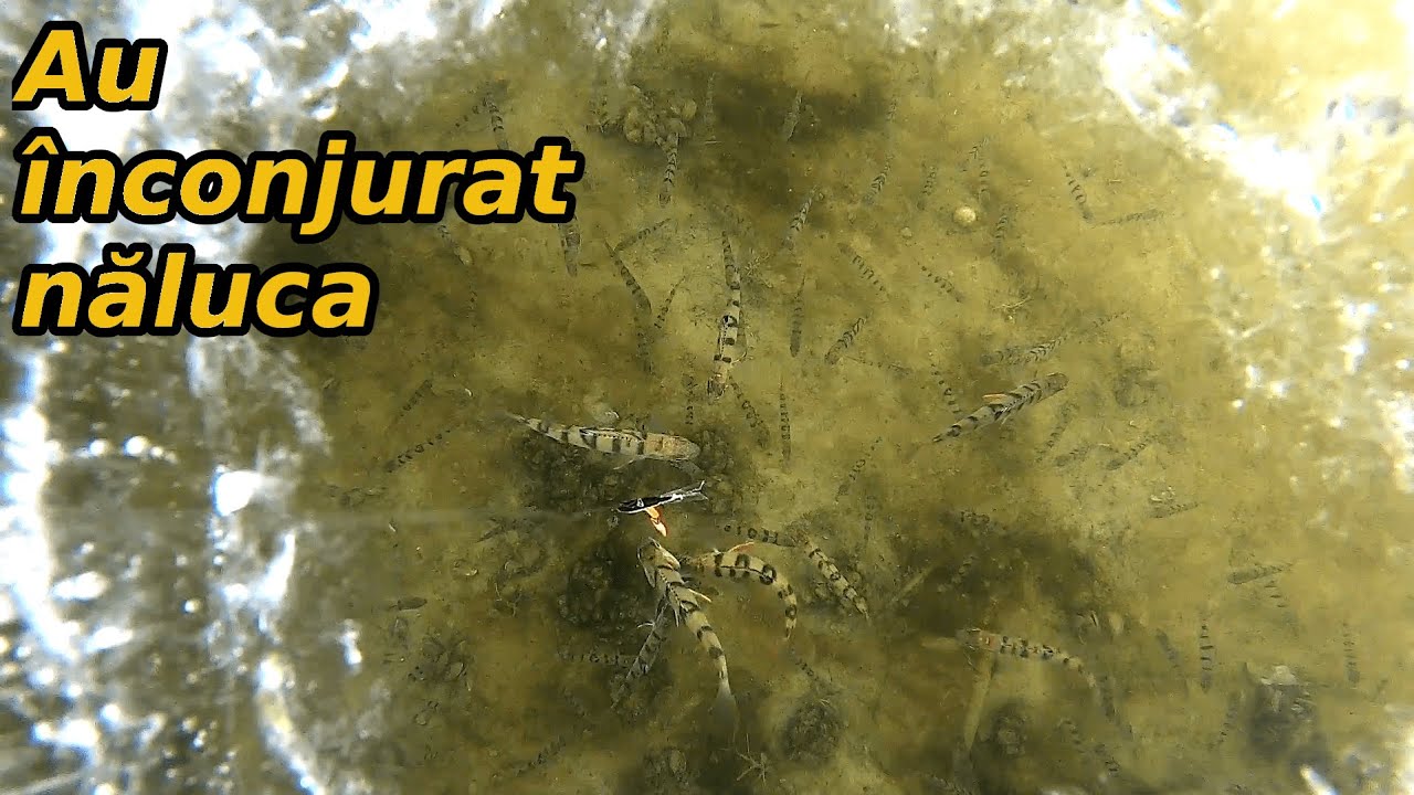 Am Pescuit la Copcă și am Filmat Atacurile Bibanilor