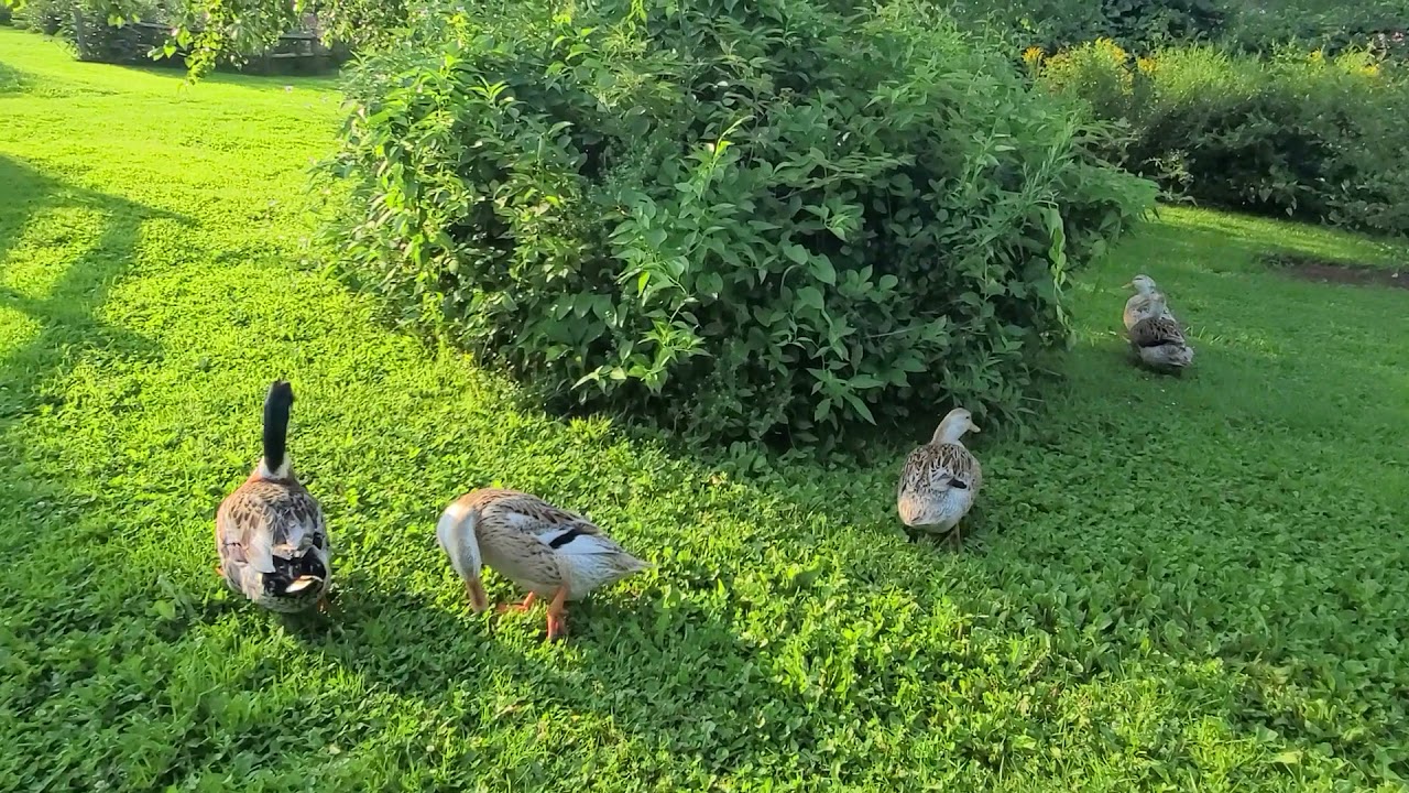 Silver Appleyard Ducks Love to Free Range