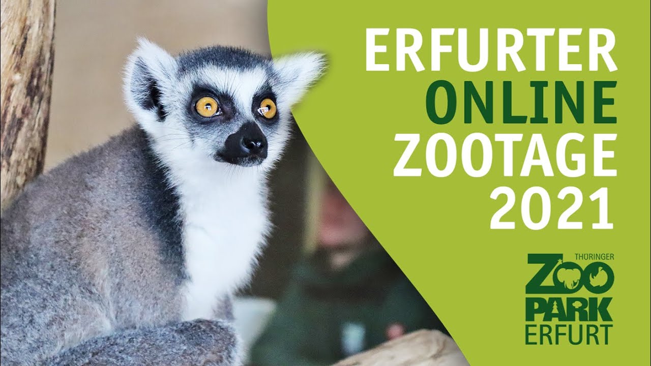 Zootage 2021 - Der Lemurenwald: Kattas