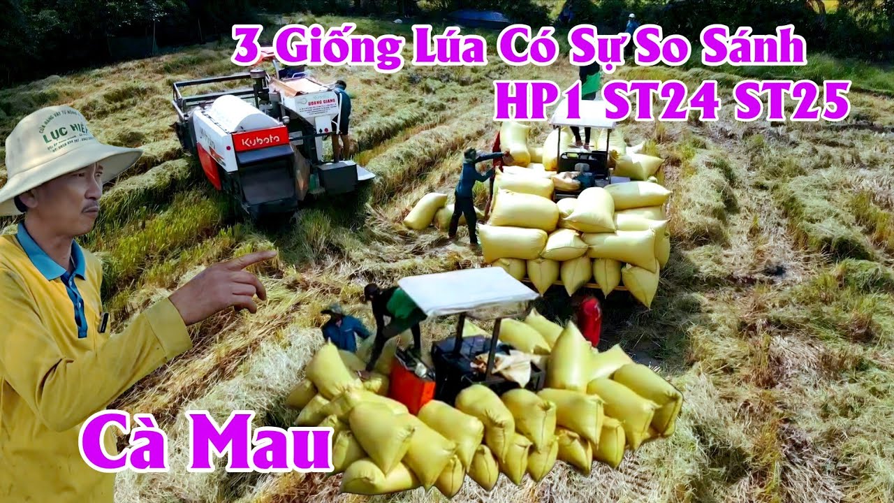 21/01/2026 Giống Lúa HP1 Với ST24 ST25 Ba Giống Lúa Này Chênh Lệch Ra Sao #ngườicàmau
