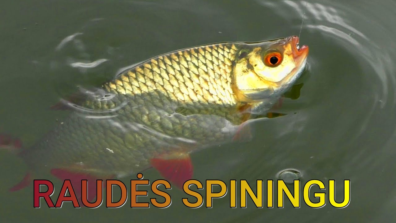 Raudžių žvejyba spiningu Jos turbut pasiuto ir kimba kas metima!!!