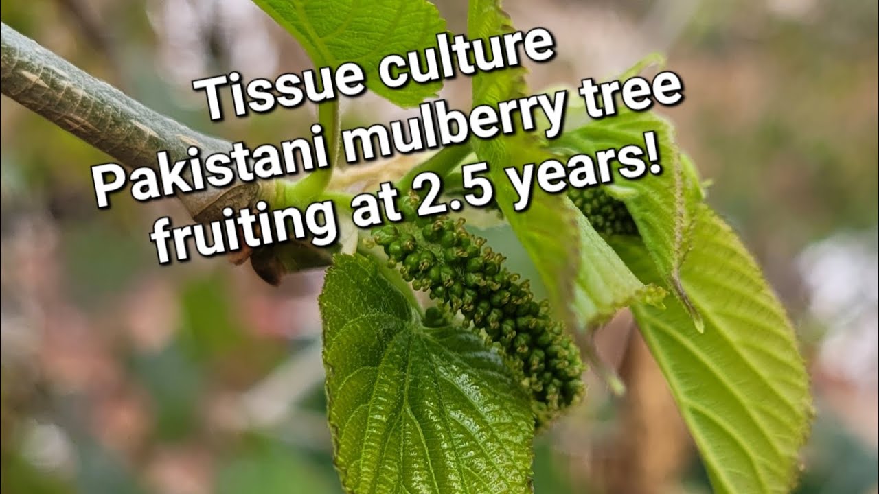 Update on the Tc Pakistani mulberry tree.