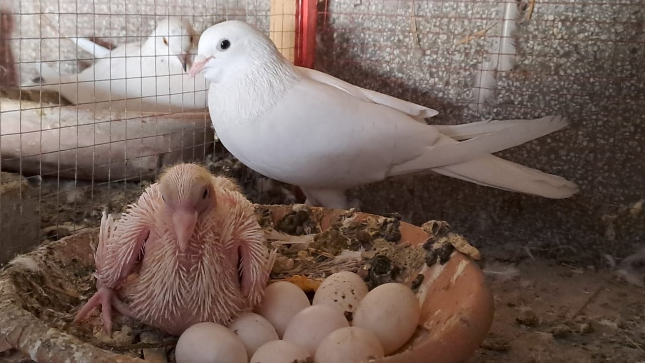 pigeon breeding season