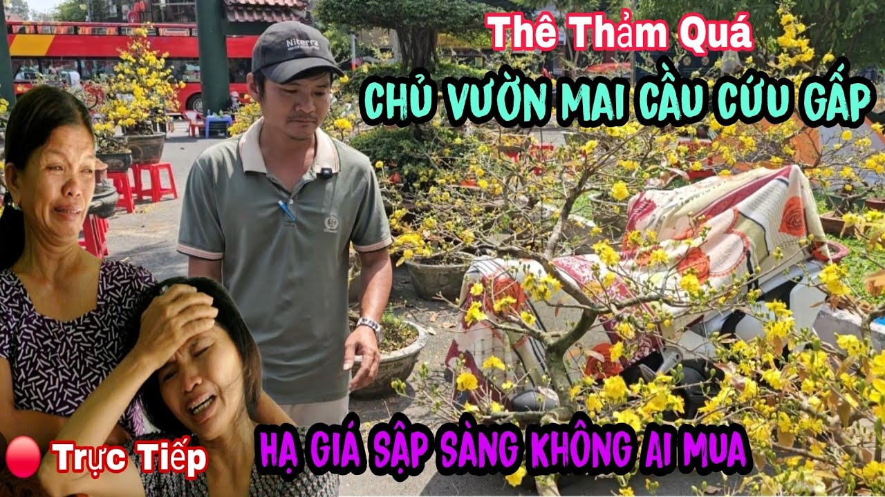 Vỡ Trận Chủ Vườn Mai Khóc Thét Hạ Giá Sập Sàng Không Ai Mua Cứu Cứu 