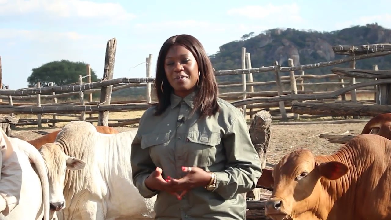 BORAN PRODUCTION IN ZIMBABWE WITH MARK HOOK