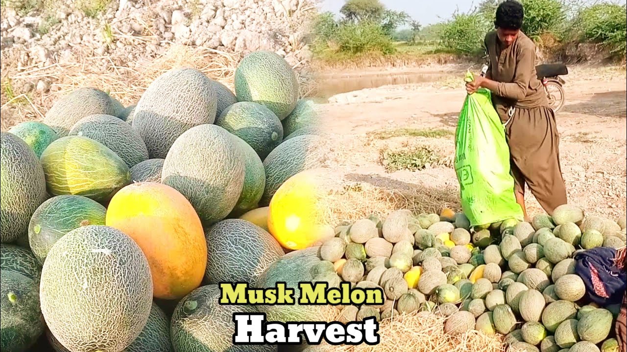Sindh Ka Sweets Musk Melon Fruits Farm Pakistan Sindh Kharbooza Farming 