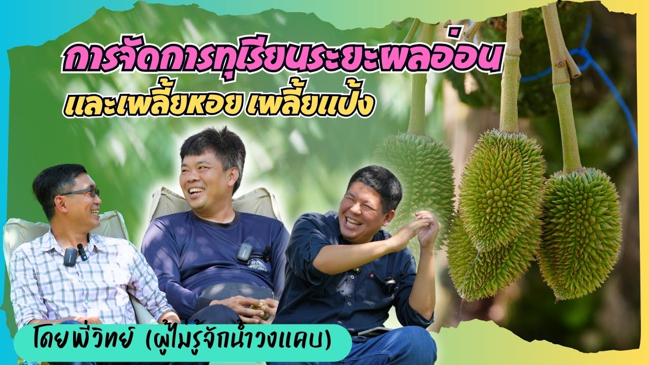 EP.124 การจัดการทุเรียนระยะผลอ่อน และเพลี้ยหอย เพลี้ยแป้ง (สวนพี่วิทย์) |ปุ๋ยตราเขาแก้ว