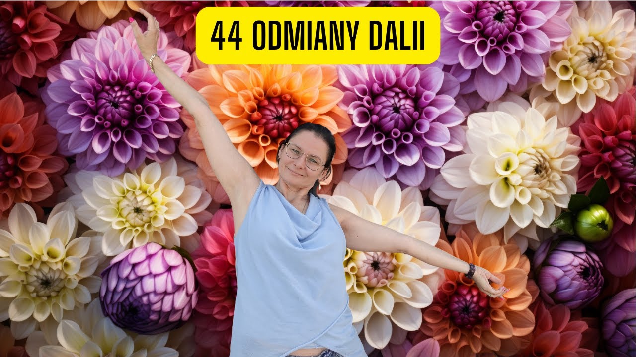 44 odmiany Dalii w jednym filmie – sprawdź, która Ci się podoba? (Dla miłośników Dalii)