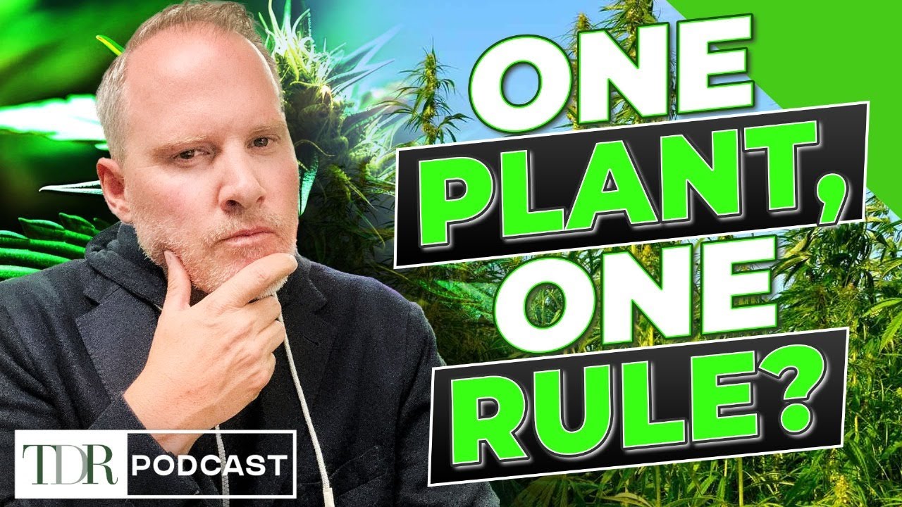 Смогут ли конопля и каннабис наконец создать единую коалицию? | TDR Cannabis in 5