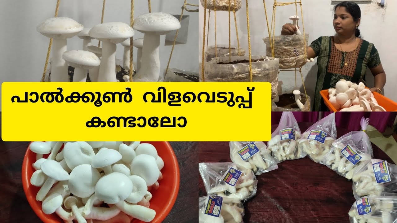 പാൽ കൂണിന്റെ വളർച്ചയും വിളവെടുപ്പും part - 3