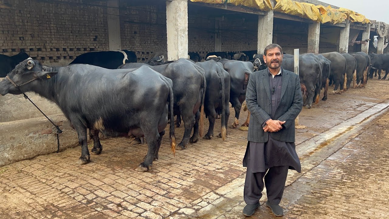 BBG Nili Ravi Buffalo Dairy and Cattle Farm, Faisalbad #buffalo #dailyvlog #farmer #dairyfarm
