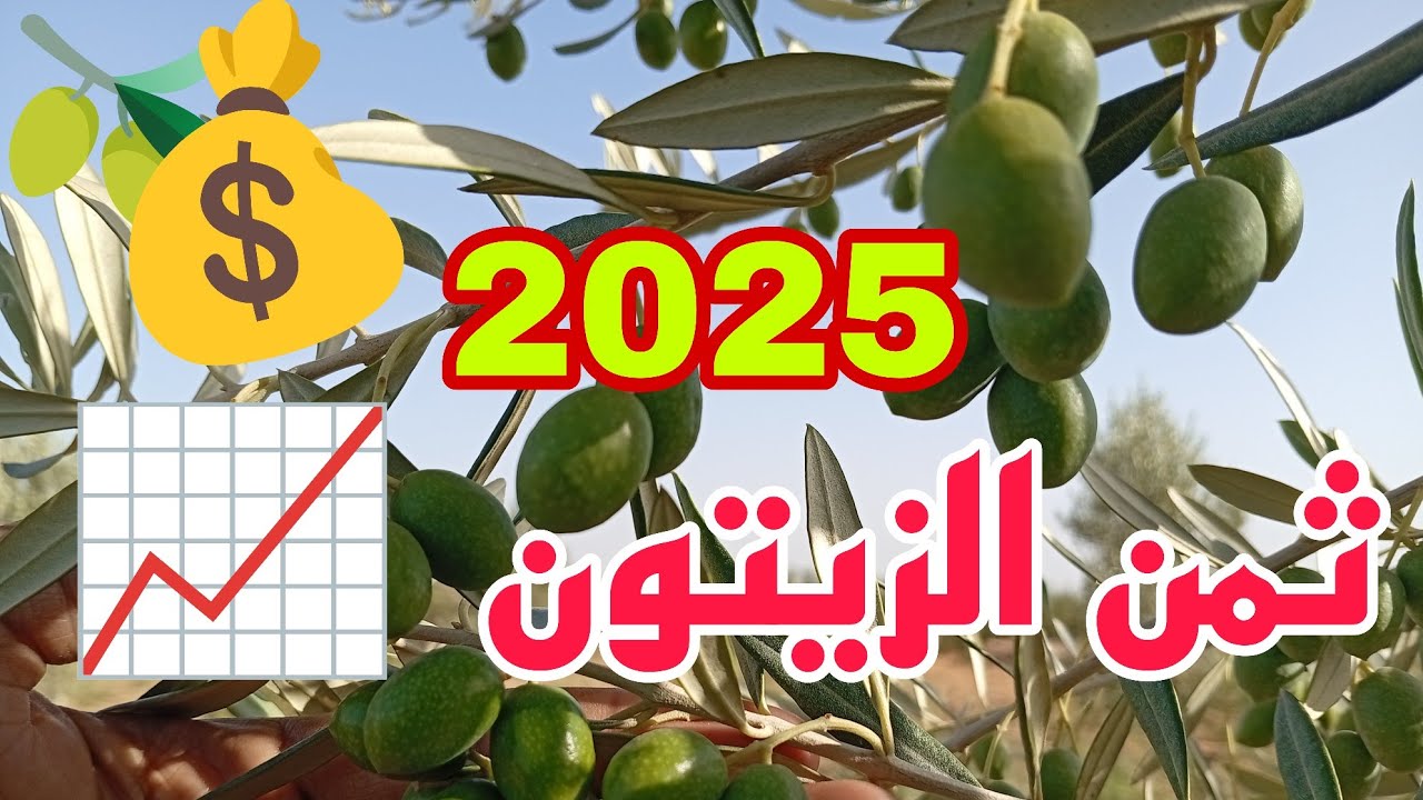إنتاج جد مهم في شجرة الزيتون الصنف 