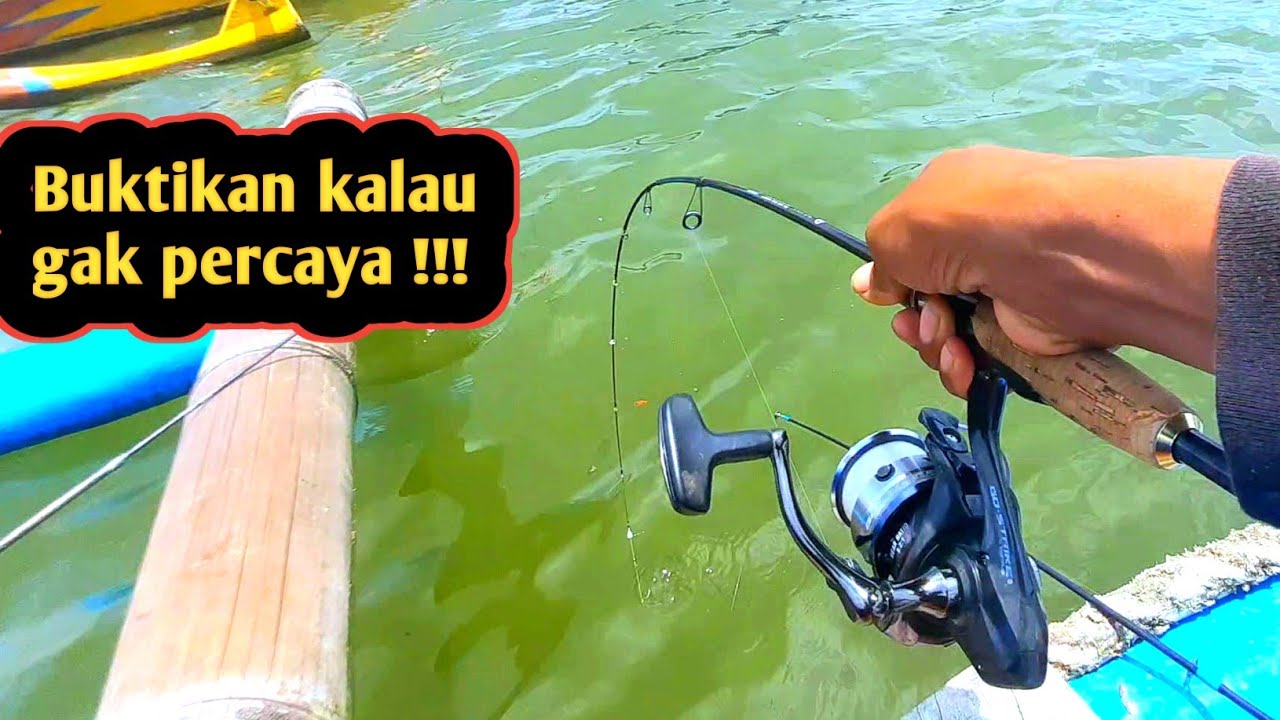 Mancing ikan kiper pakai cara ini di jamin puas
