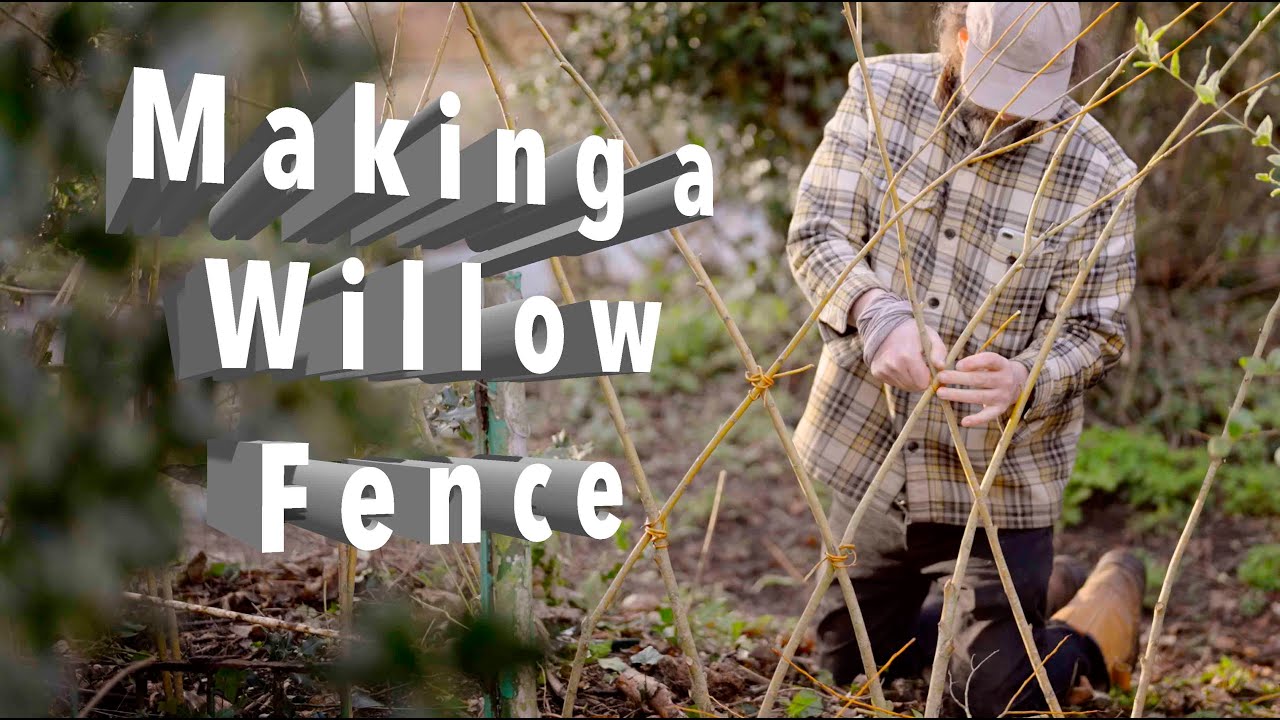 Living Fence Making With Willow is Super Easy