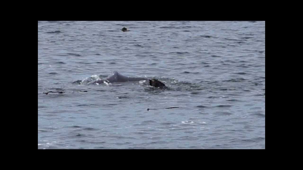 Dog heart Whale