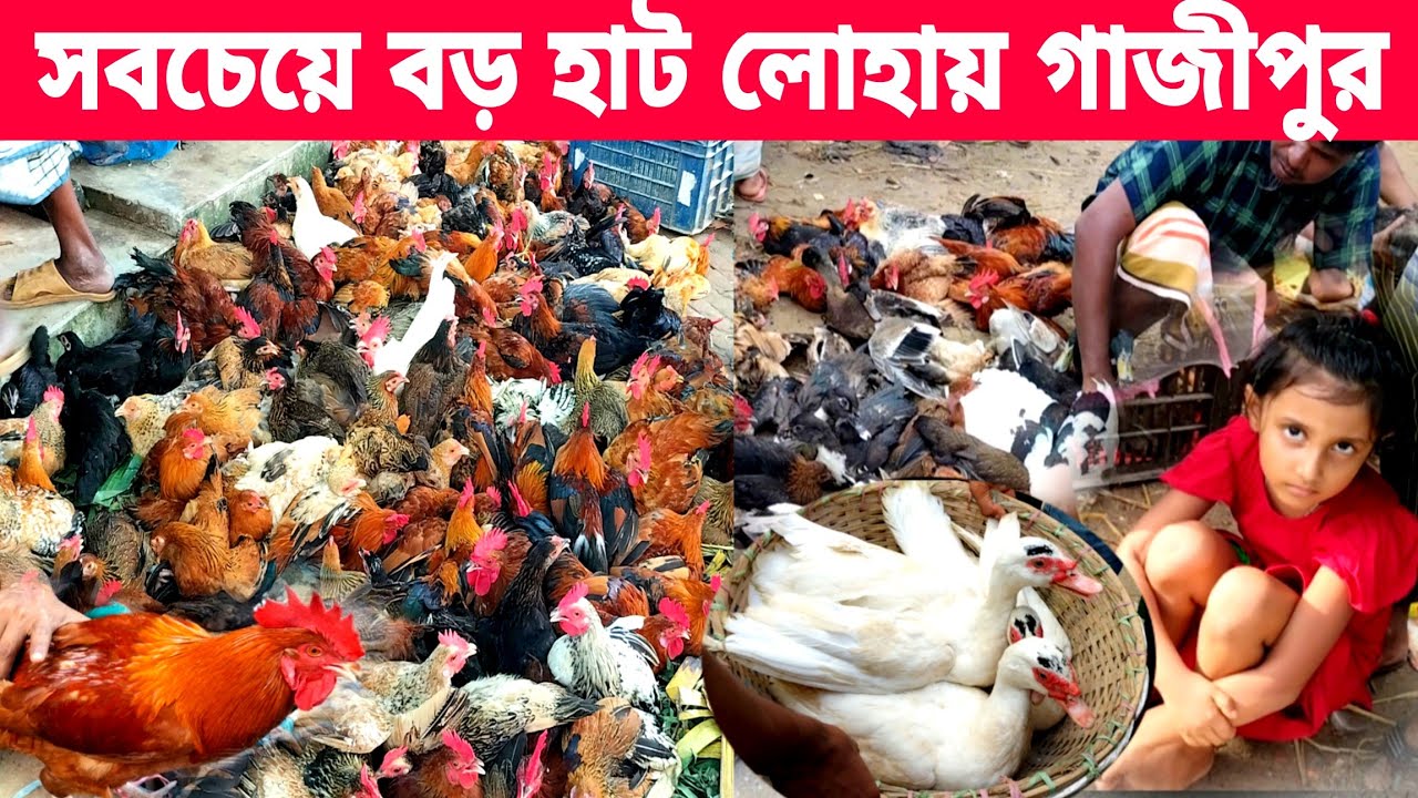 সস্তাই হাঁস মুরগি পাওয়া যায় | All types of poultry are available | village market | gazipur 