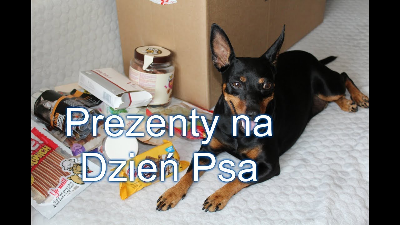 Unboxing dużej paczki dla zwierzaków z Zooart na Dzień Psa