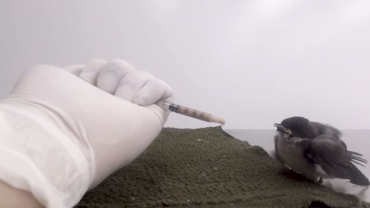 Como Alimentar golondrina bebé
