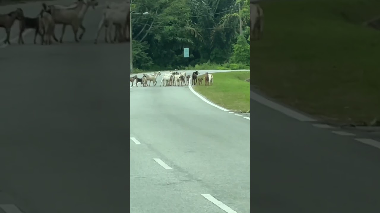 Unexpected Roadblock: Goats Crossing While Driving #cute #kawaii