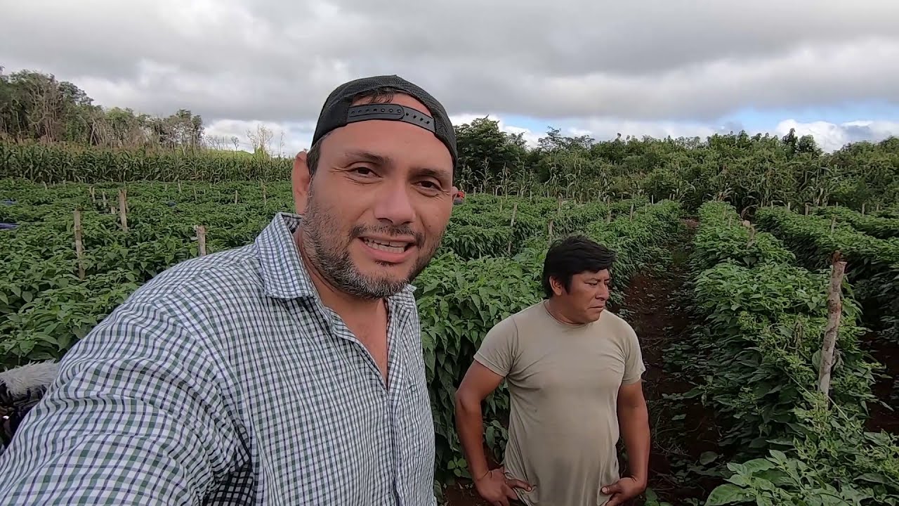 Cómo se cultiva el chile habanero