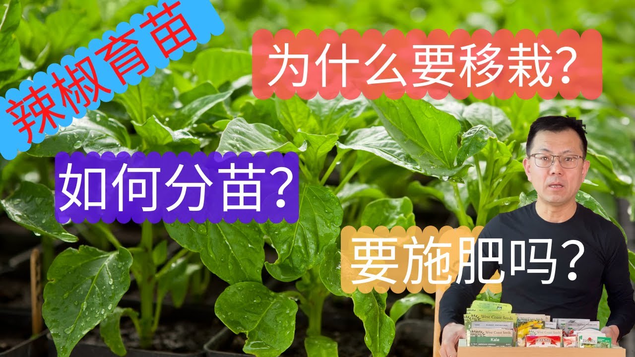 辣椒育苗方法对比，辣椒如何分苗移栽，辣椒育苗常见问题回答