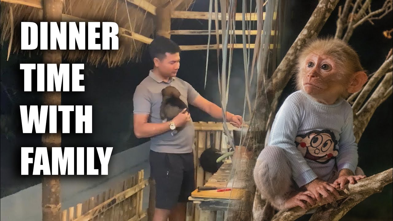 Dad HUNG and the dog LUCKY accidentally made JOBI sad 😢 | JOBI the monkey is sad all alone