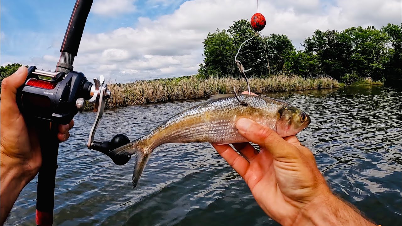 Fun and Easy Way to Catch BIG Catfish