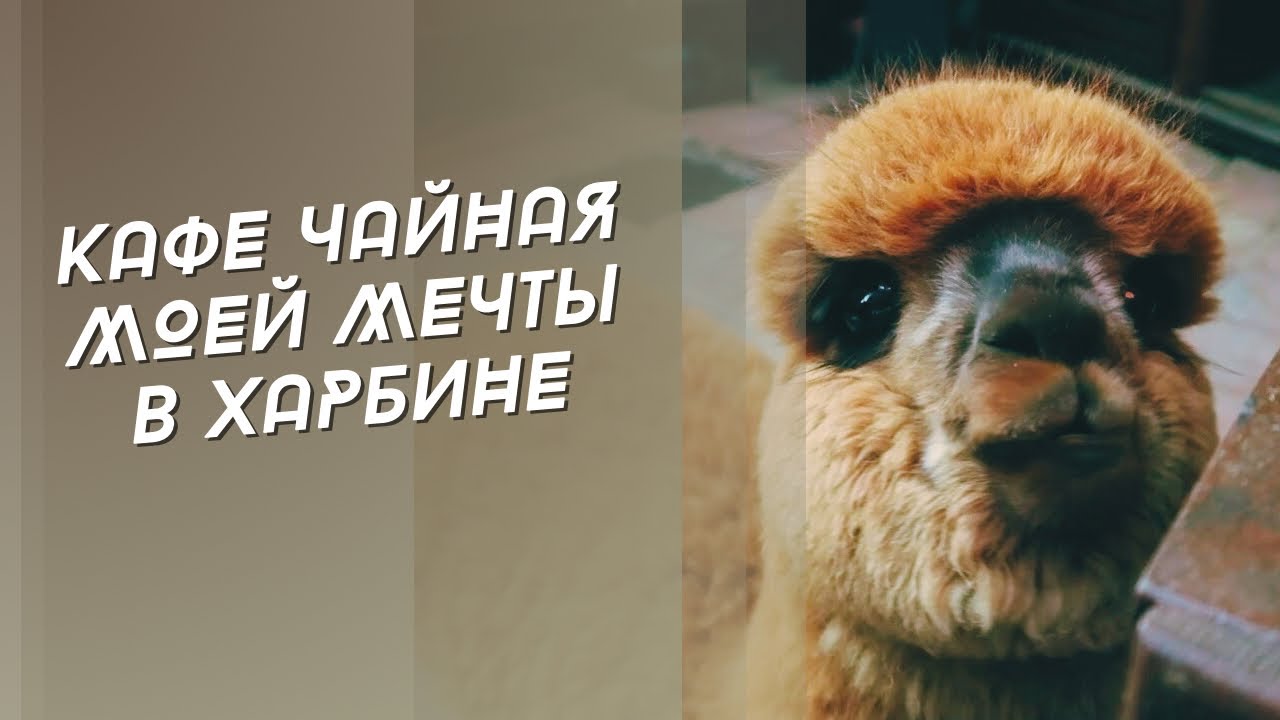 73; ТЕПЕРЬ ЭТО МОЁ ЛЮБИМОЕ КАФЕ ЧАЙНАЯ В ХАРБИНЕ Я ВЕРНУСЬ ТУДА СНОВА И НЕ РАЗ #китай #учебавкитае