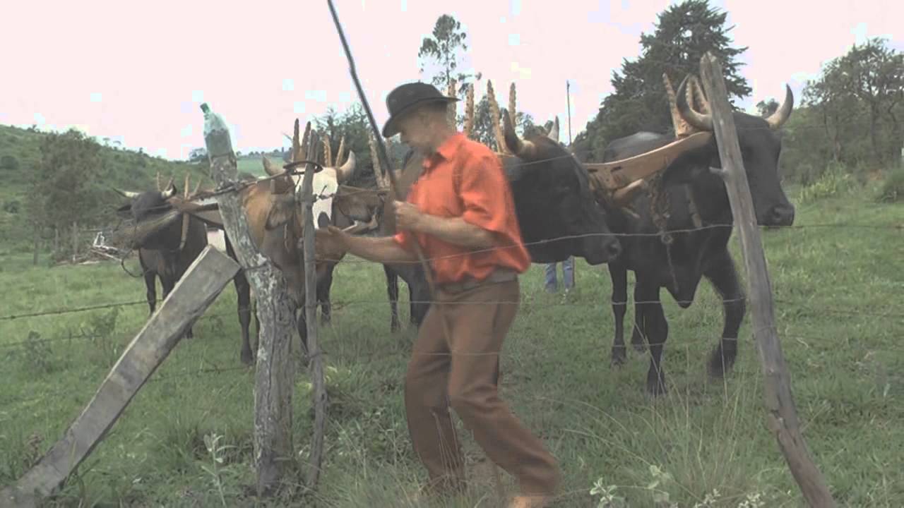 CARREIROS DE JACUÍ ARANDO TERRAS COM BOIS