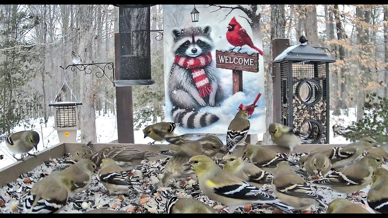 Streaming LIVE ** Birds on the Bluff Main Feeding Platform Camera ** 1/27/2026
