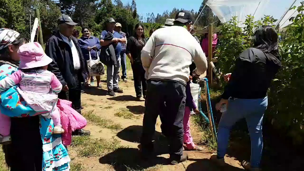 FERTIRIEGO EN FRAMBUESAS
